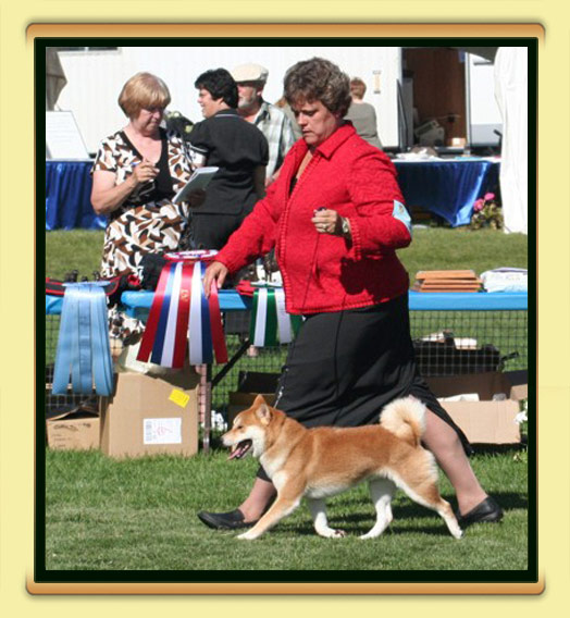 JoJo - BISS, BPIS, CH Tanasea's Starbuck O'Timberfox