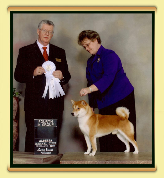 JoJo - BISS, BPIS, CH Tanasea's Starbuck O'Timberfox