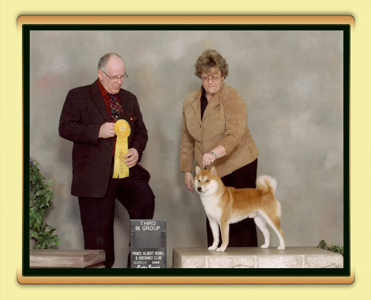 JoJo - BISS, BPIS, CH Tanasea's Starbuck O'Timberfox