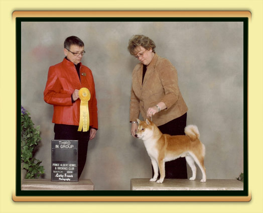 JoJo - BISS, BPIS, CH Tanasea's Starbuck O'Timberfox