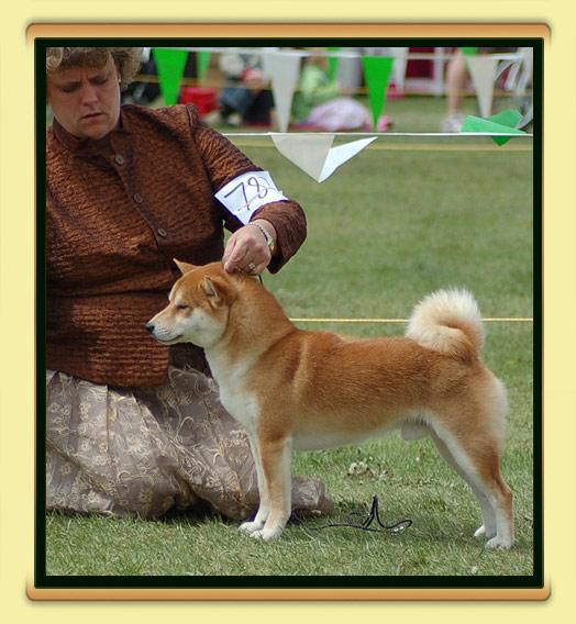 JoJo - BISS, BPIS, CH Tanasea's Starbuck O'Timberfox