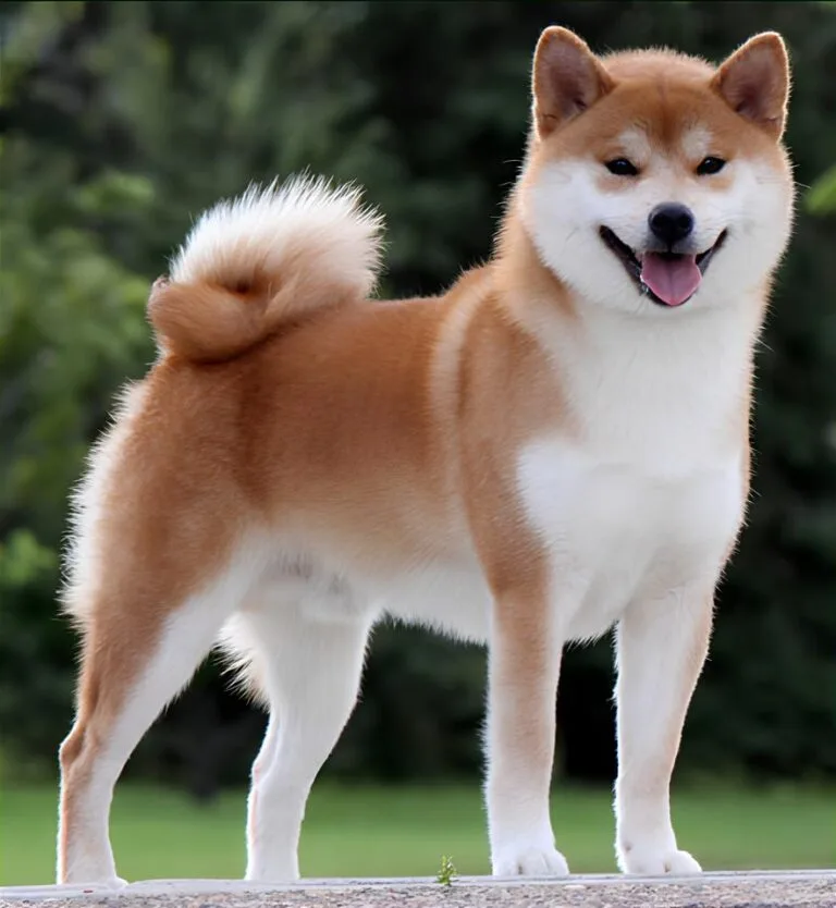 SHIBA Timberfox | Shiba Inu Breeders in Calgary, AB