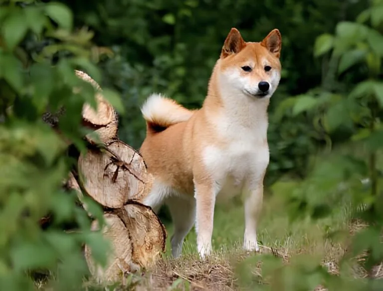 Shiba Inu Breed Standard | Timberfox Shibas