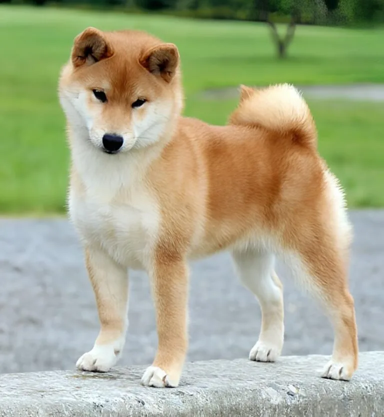Shiba Inu Breed Standard | Timberfox Shibas