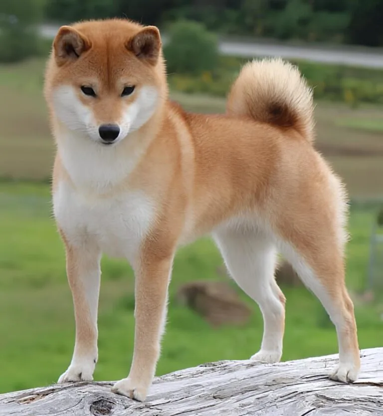 Shiba Inu Breed Standard | Timberfox Shibas