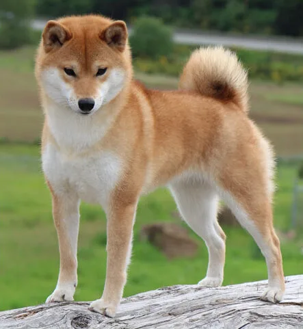 Timberfox | Shiba Inu Breeders in Calgary, AB